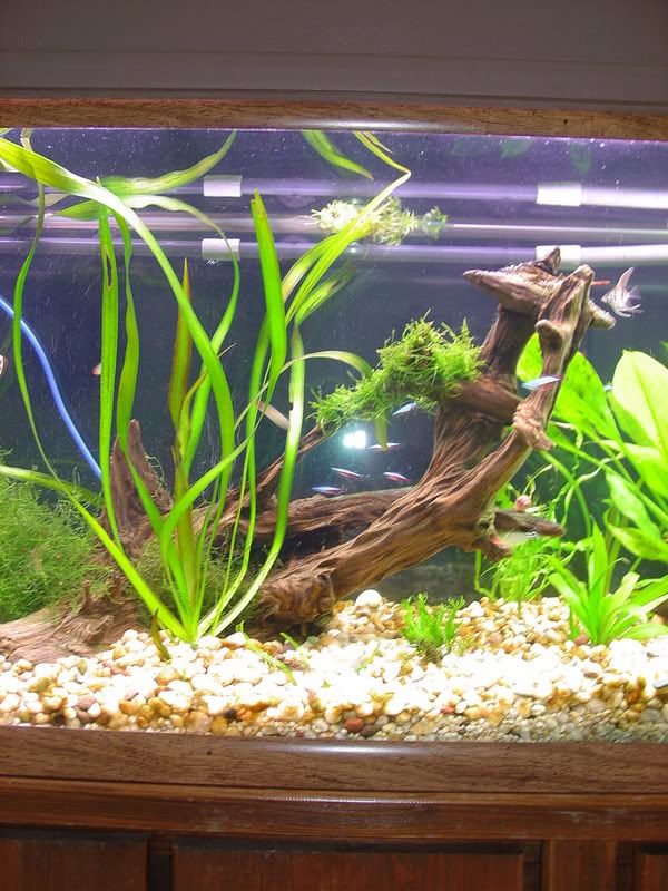 fish005.jpg