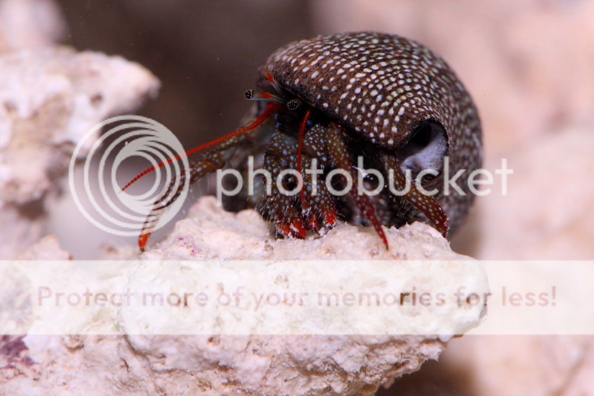 hermitcrab3resize.jpg