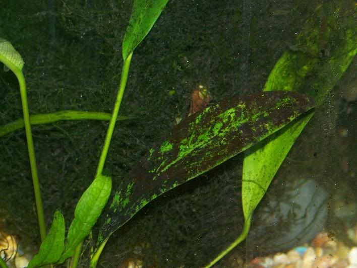 BlackAlgae.jpg