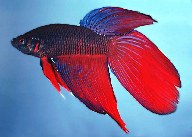 www.fishbase.se