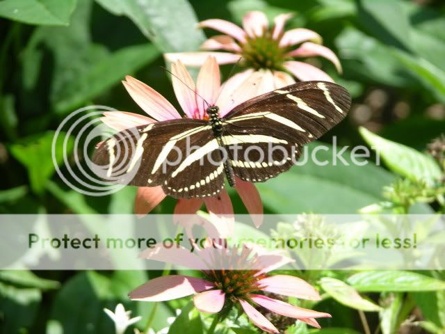 DSCN3875.jpg