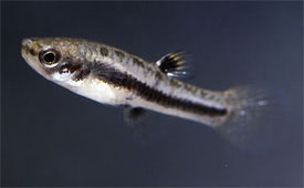 Heterandria_formosa.jpg