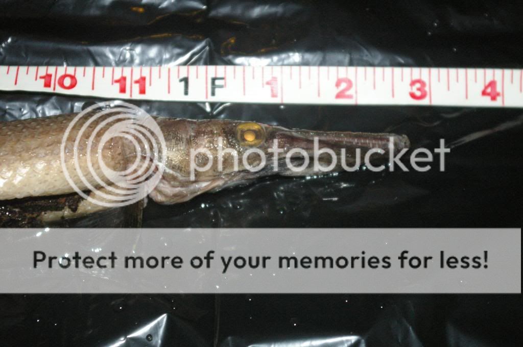 IMGP4320.jpg