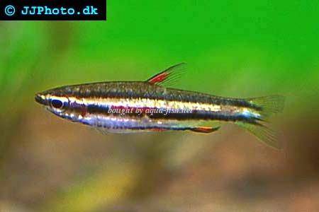 dwarf-pencilfish.jpg