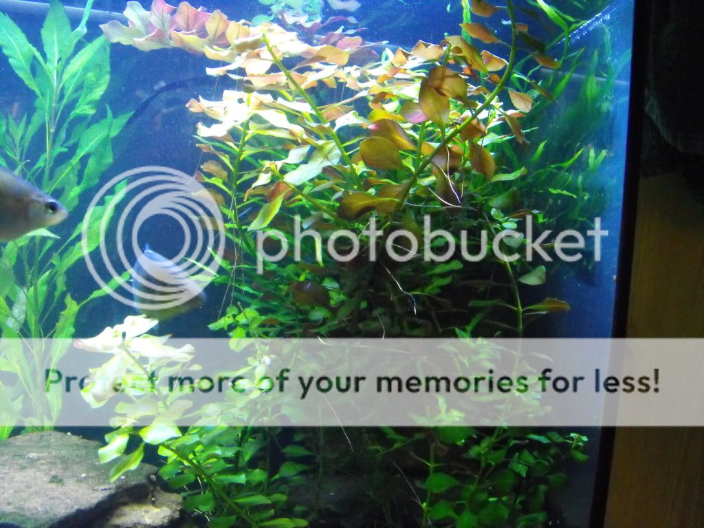 aquariumplants005.jpg