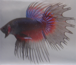 RedPurpleButterflyCrownTail.png