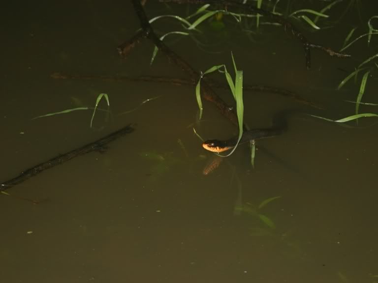 copperbelly1.jpg