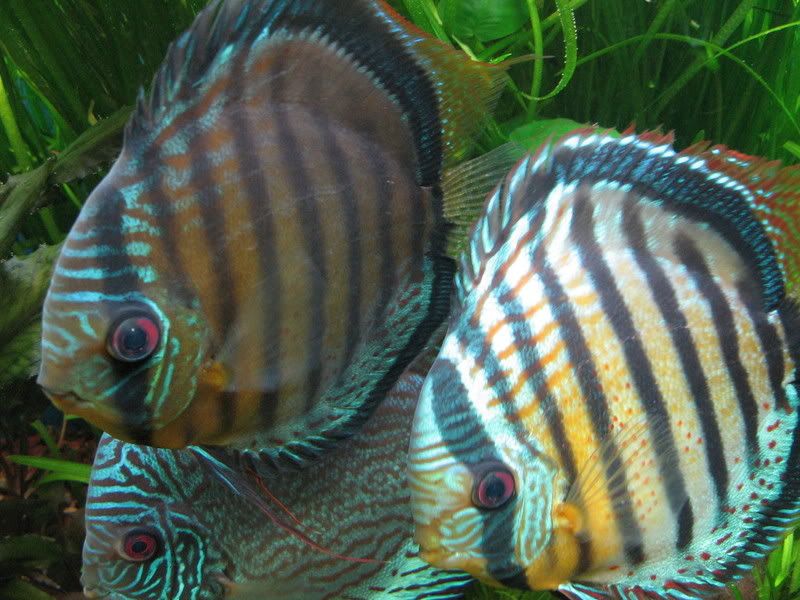Discus02-16-09010.jpg