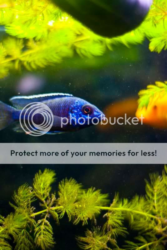 fish7.jpg