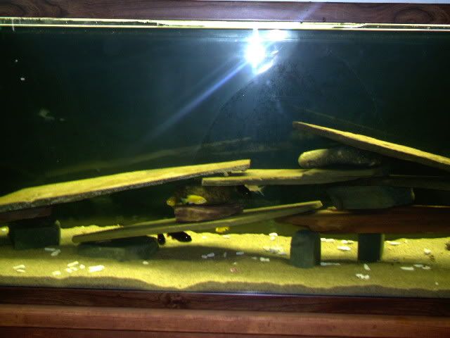 85g2.jpg