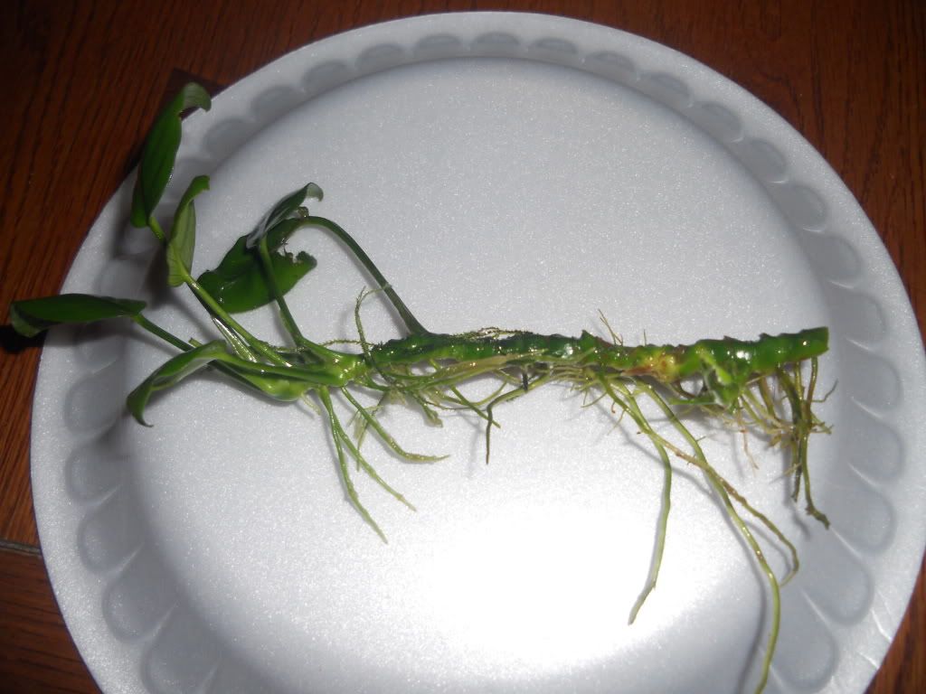 DSCN6097.jpg