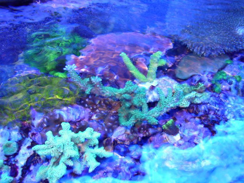 OverheadReef2-8-02004.jpg