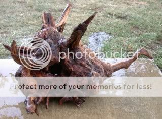 DSCN3126.jpg