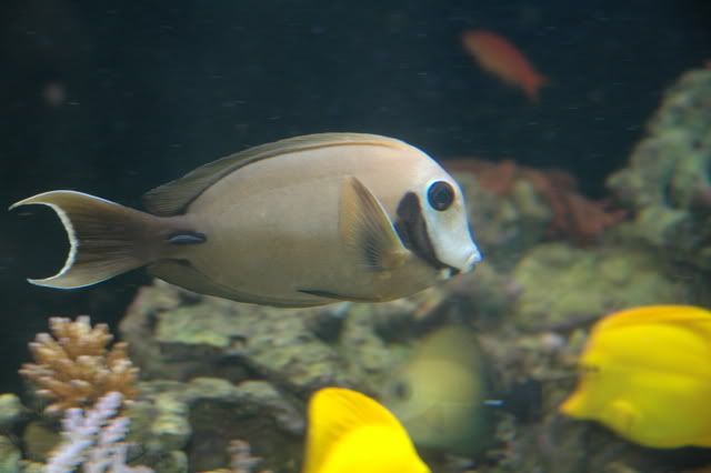 Indianmimic3.jpg