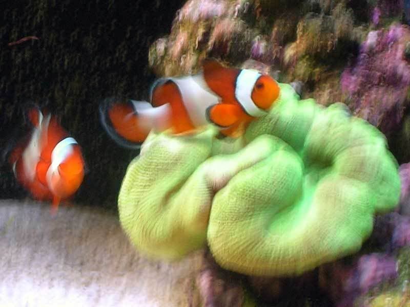 clowns_0318.jpg