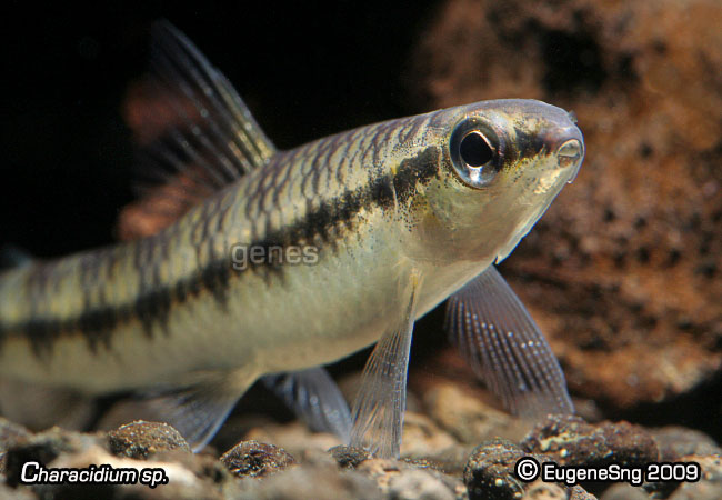 characidium_sp3.jpg