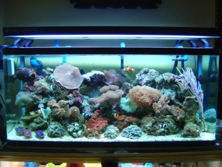 DisplayTank.jpg