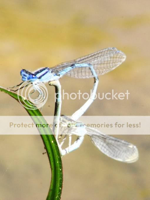 Damsels1.jpg