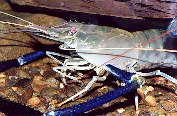Cr.%20Macrobrachium%20rosenbergii2.jpg