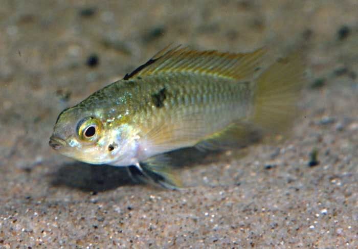 Male3stripe.jpg