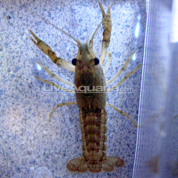 lg-89302-lobster.jpg