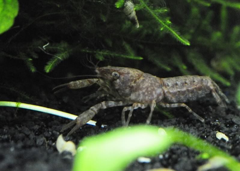 Crayfish-1.jpg