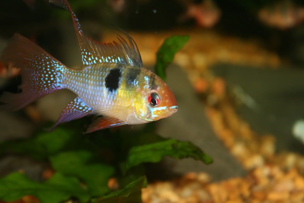 FishTanksRams016.jpg