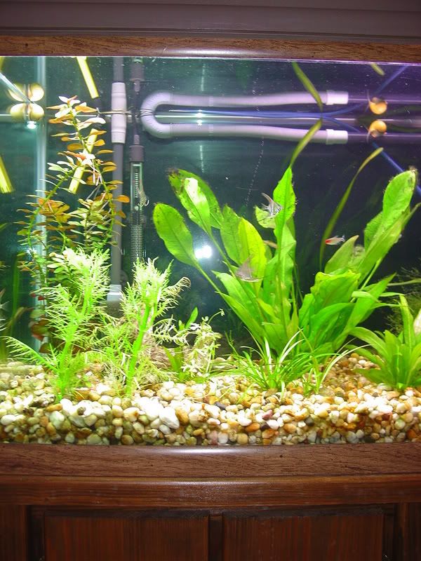 fish004.jpg