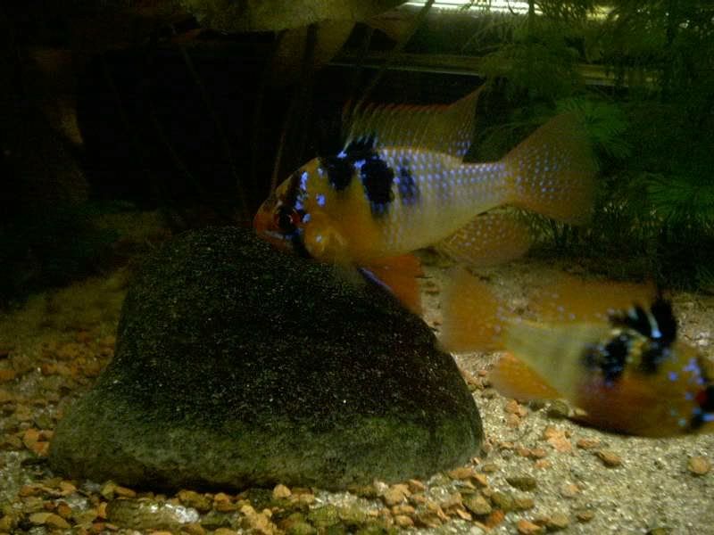 Malerame20gal061505.jpg