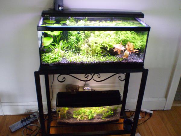 kyle3-albums-6-5-gallon-picture1272-tank-stand.jpg