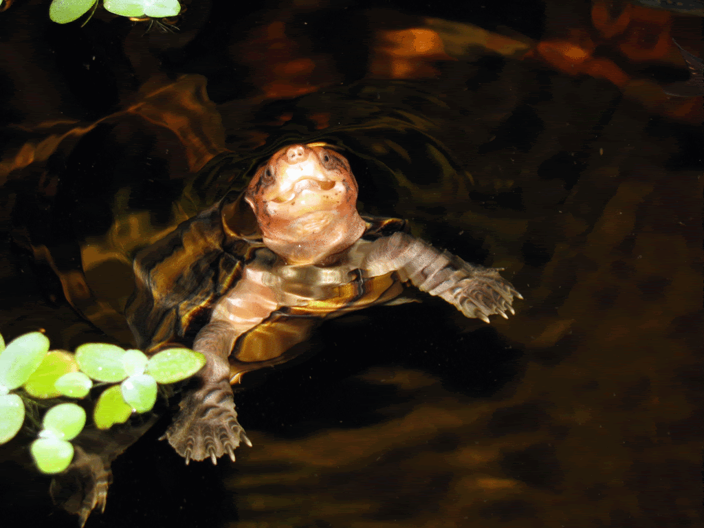 Red-Cheek-Mud-Turtle.gif
