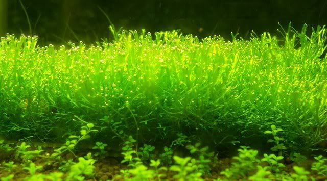 ricciapearling3.jpg
