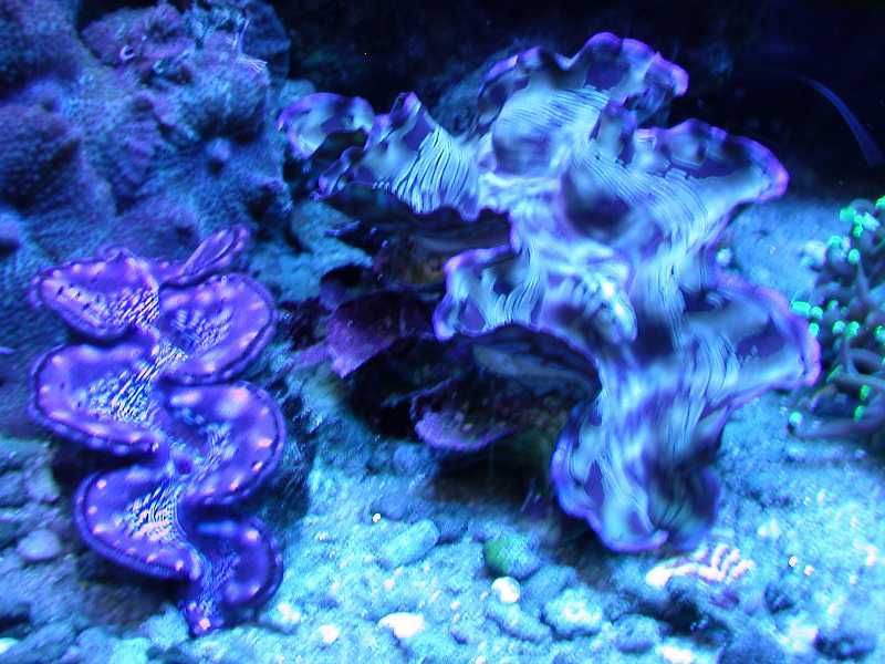 ActinicClam.jpg