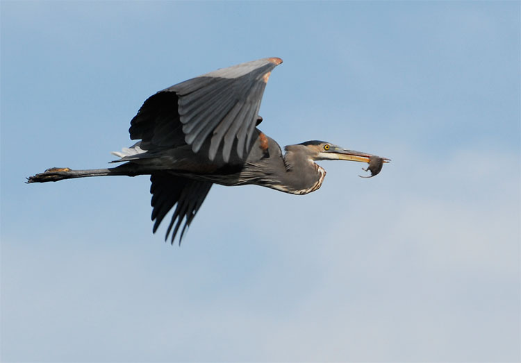 great-blue-heron-rat.jpg