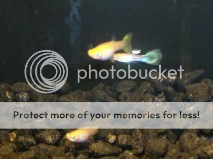 guppies1082.jpg