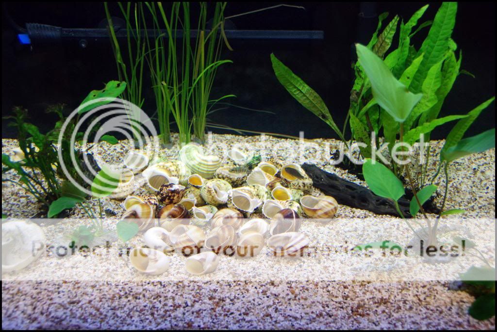 40GallonBreeder_ShellBedinPlace_2.jpg