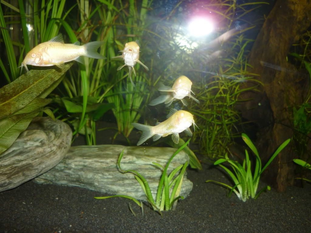 P1020256.jpg