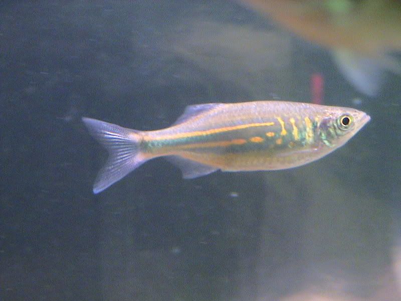 giantdanio2.jpg