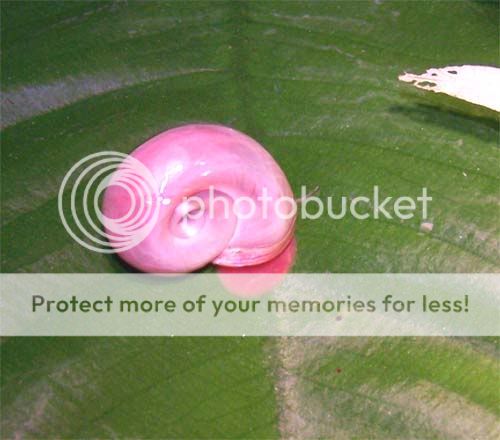 phsrosa3.jpg