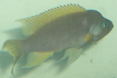 Fish2009.jpg