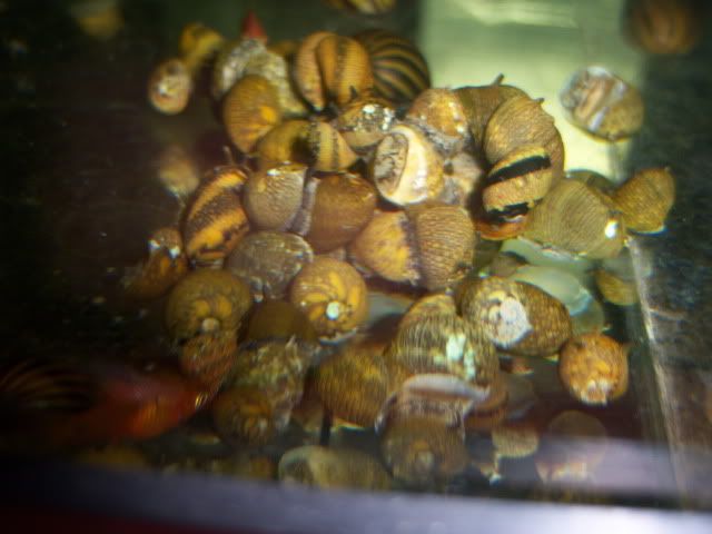 snail031.jpg