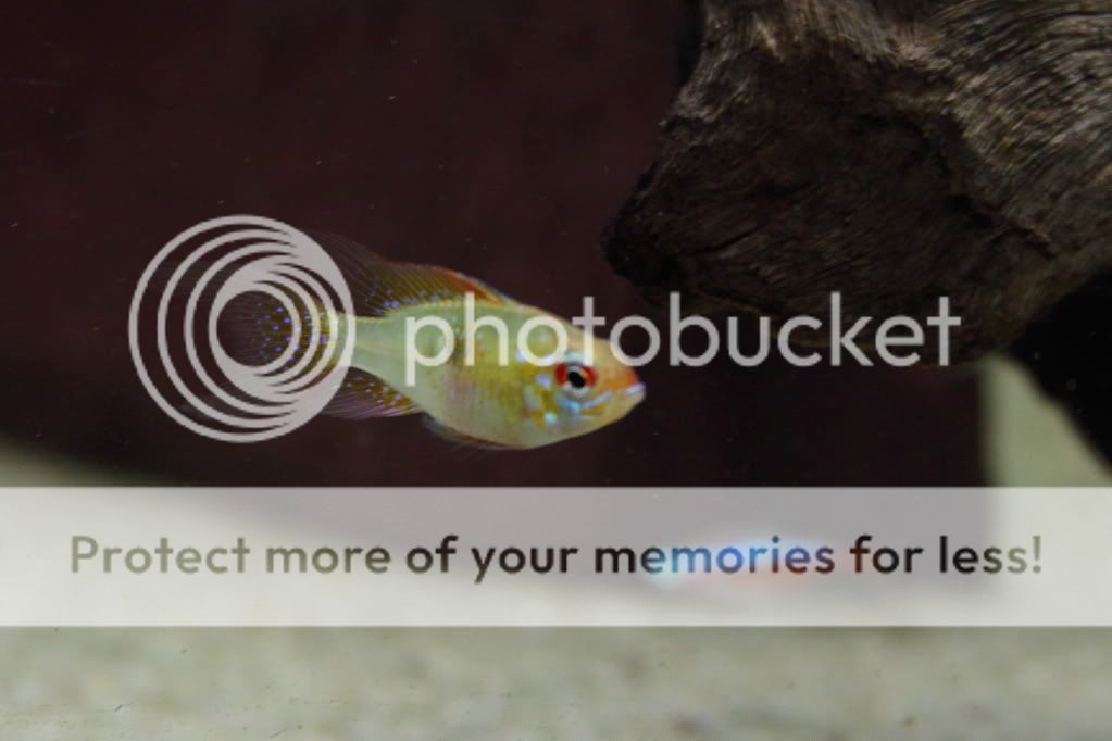 PictureT1i_19992.jpg