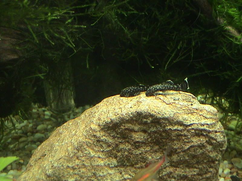 DSC04252.jpg