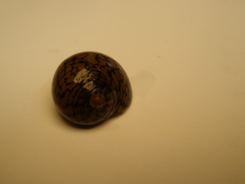 tigernerite03.jpg