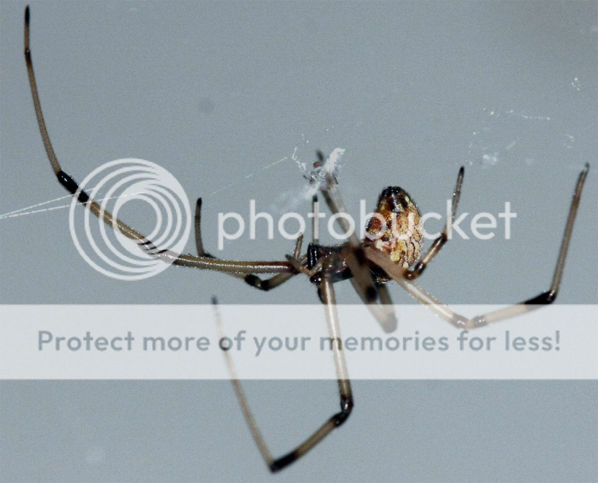 spiderretouched2.jpg