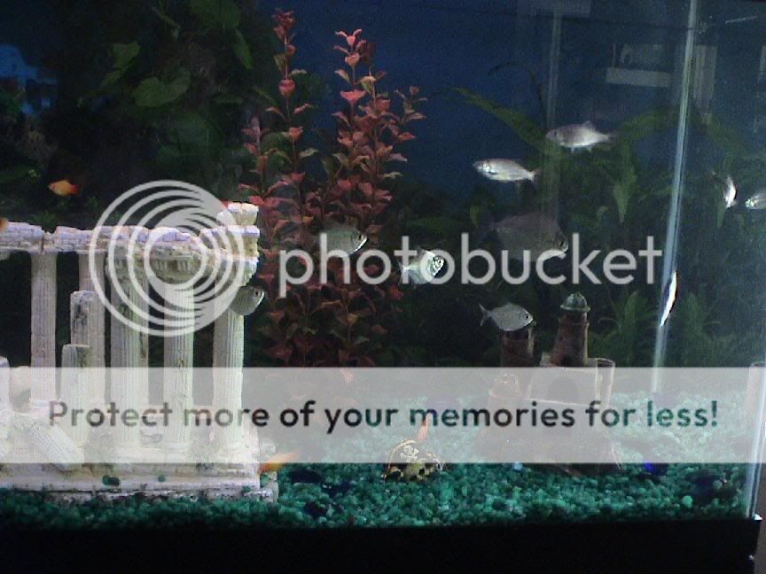 Fishtank4.jpg