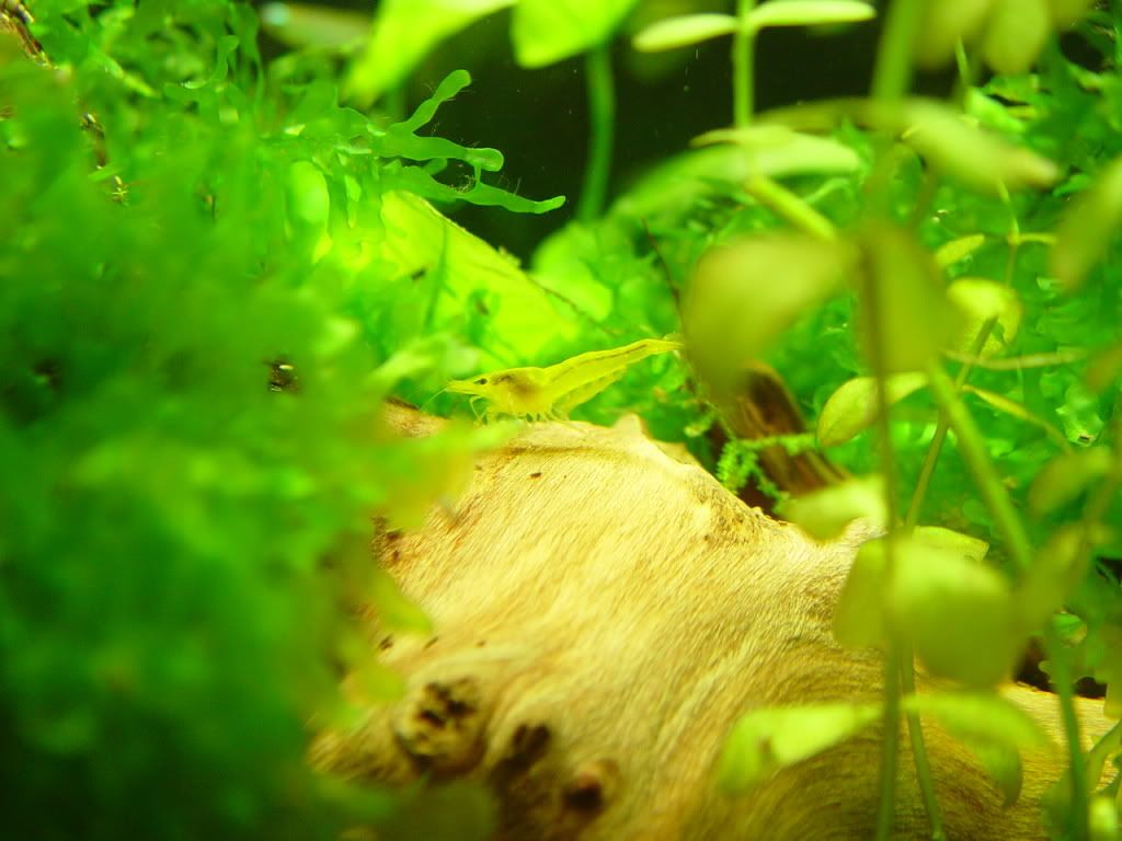 YellowShrimp012.jpg