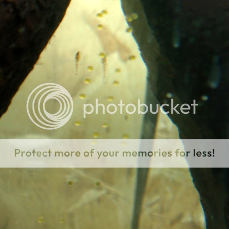 OtoEggs_100510.jpg