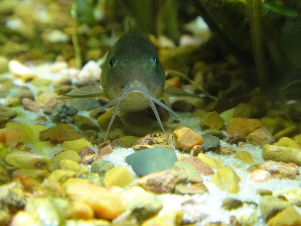 corydoras.jpg
