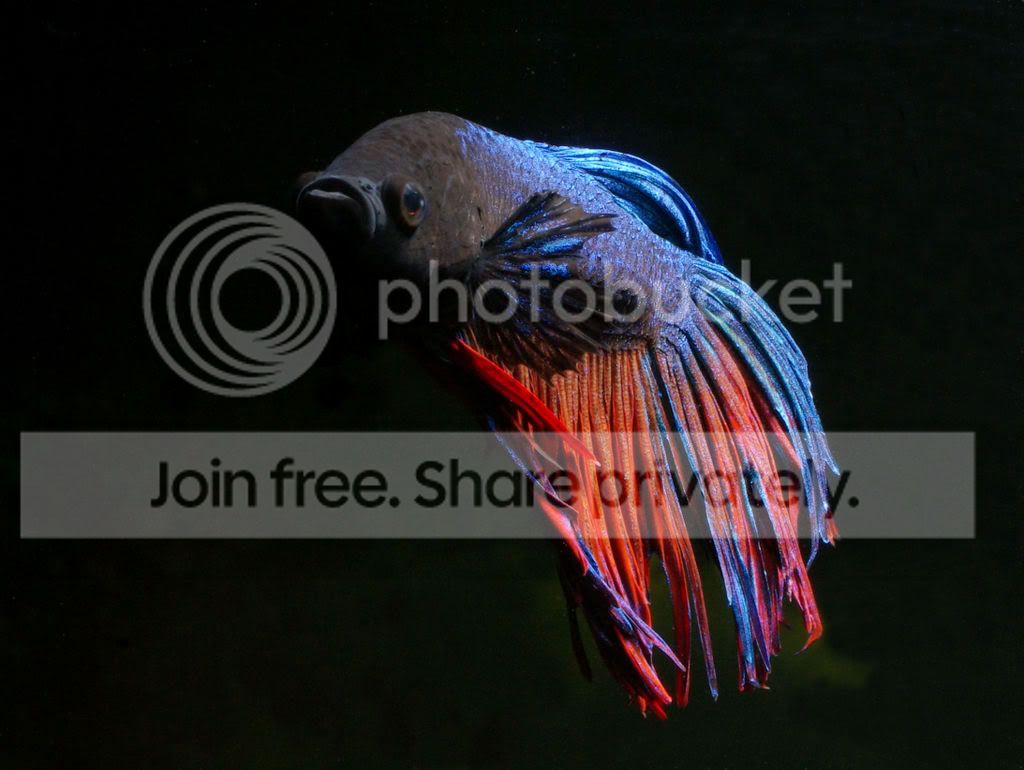 betta2-4.jpg